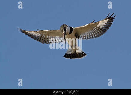 Un pied Kingfisher planant à Mankwe |Barrage dans Pilanesburg Parc National, Province du Nord-Ouest, Afrique du Sud Banque D'Images