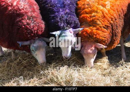 Pour célébrer le 10e anniversaire de la célèbre Festival Latitude multi-couleur des moutons de Suffolk à Londres pour effectuer avec danseurs en dehors de Sadler's Wells Theatre. La latitude est le plus grand festival pluri-artistique et pour les huit ans Sadler's Wells présentera un programme de danse de classe mondiale au festival du 16 au 19 juillet. Le festival a lieu dans le parc de Henham Park. La latitude de moutons, six brebis avec des moutons de couleur dye, ont été transportés à Londres du Suffolk par Easton & Otley Agricultural College. Banque D'Images