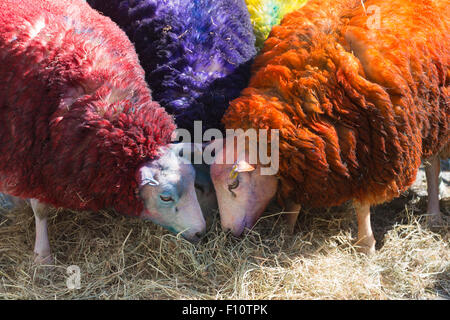 Pour célébrer le 10e anniversaire de la célèbre Festival Latitude multi-couleur des moutons de Suffolk à Londres pour effectuer avec danseurs en dehors de Sadler's Wells Theatre. La latitude est le plus grand festival pluri-artistique et pour les huit ans Sadler's Wells présentera un programme de danse de classe mondiale au festival du 16 au 19 juillet. Le festival a lieu dans le parc de Henham Park. La latitude de moutons, six brebis avec des moutons de couleur dye, ont été transportés à Londres du Suffolk par Easton & Otley Agricultural College. Banque D'Images