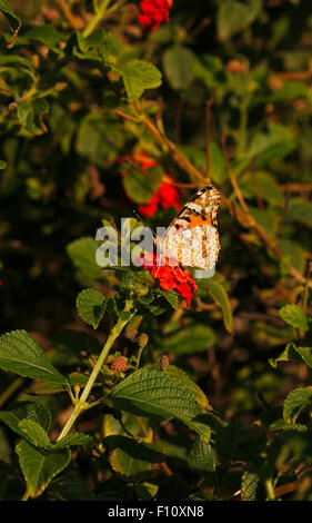 Butterlfy dame peinte sur les Fleurs de Lantana camara Banque D'Images