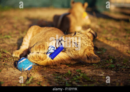 Deux lionceaux câlins dans la nature et plaing avec jouet. Banque D'Images