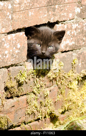 Chaton noir poussant sa tête dans un trou dans un mur. UK. Banque D'Images