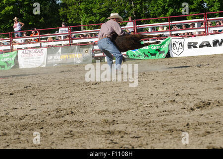 Cowboy wrestles un veau au sol à Goshen CT Stampede Rodeo Banque D'Images