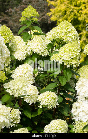 Crème verdâtre fleurs stériles dans la tête des la fin de la floraison Hydrangea paniculata 'Limelight' Banque D'Images
