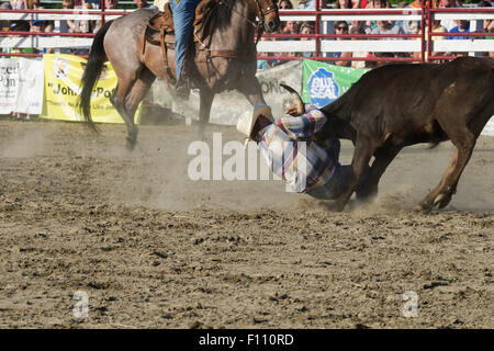 Un cowboy se débat un veau au sol au cours de la compétition par équipe à Goshen CT Stampede Rodeo Banque D'Images