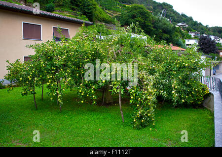 Laden, gonflées, apple tree, Suisse. Banque D'Images