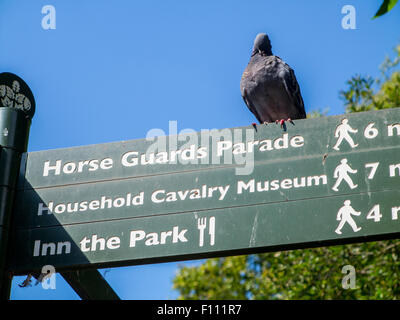 Un pigeon couverts signer à St James's Park Banque D'Images