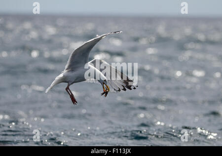 Goéland argenté Goéland oiseau crabe mer faune nature Banque D'Images