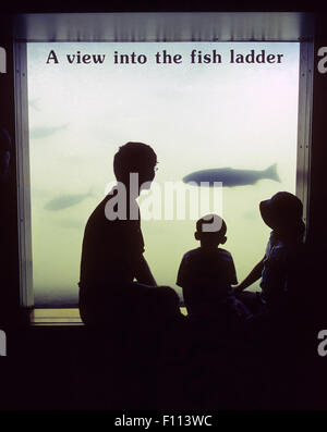 A family visiting Bonneville massif barrage sur le fleuve Columbia dans le centre-nord de l'Oregon, montres un grand saumon quinnat naviguer l'homme et de l'échelle à poissons au barrage qu'elle faire son chemin en amont de ses frayères dans les tributaires de la rivière Columbia. Même avec des températures de l'eau à des niveaux record en raison des changements climatiques, de l'état et des biologistes fédéraux prévoient une série de 900 200 saumons quinnat automne - troisième record - entrera la Columbia en 2015. Credit : Buddy Mays/Alamy Live News Banque D'Images