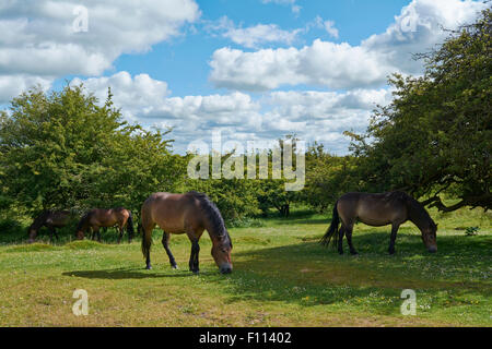 Poneys Exmoor sauvages - image prise près de Spire Cross, Exmoor, England, UK Banque D'Images