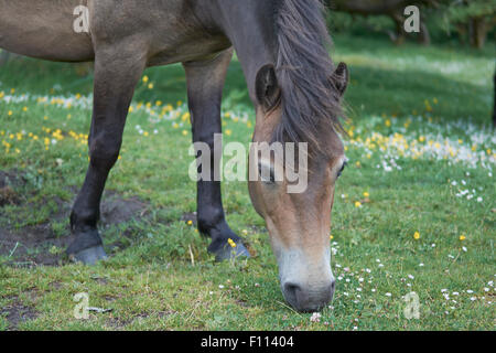 Poneys Exmoor sauvages - image prise près de Spire Cross, Exmoor, England, UK Banque D'Images