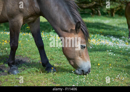 Poneys Exmoor sauvages - image prise près de Spire Cross, Exmoor, England, UK Banque D'Images