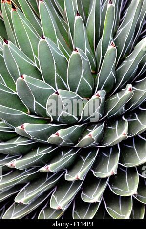 Victoria-Reginae agave, Agave de la reine Victoria, à l'Agave Royal Botanic Gardens Inverness (anciennement Hall Floral) Banque D'Images