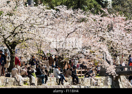 Des foules de gens pique-nique sous le soleil printemps cerisiers en fleurs par la rivière Shukugawa, Nishinomiya au Japon. Banque D'Images