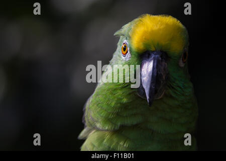 Gros plan du couronné jaune amazon Parrot de l'Amérique du Sud Banque D'Images