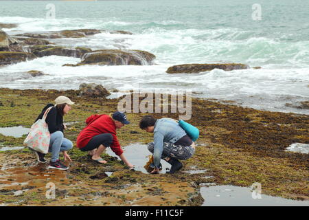 Trois jeunes femmes à la découverte de la vie dans l'écologie de la mer un raz-de-rock pool sur le Pearl Beach, New South Wales, NSW, Australie. Banque D'Images