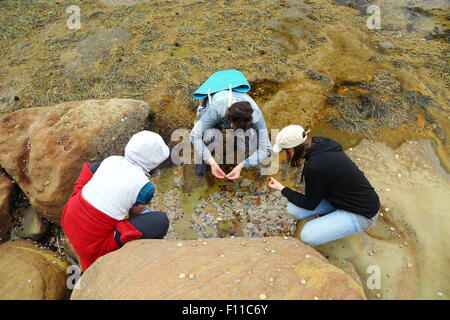 Trois jeunes femmes à la découverte de la vie dans l'écologie de la mer un raz-de-rock pool sur le Pearl Beach, New South Wales, NSW, Australie. Banque D'Images