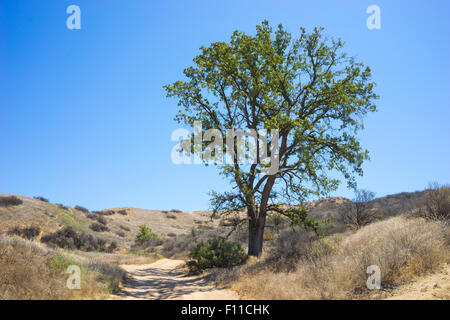 Grand Chêne vert arbre pousse à côté d'un chemin de terre dans la région de hill désert de Californie du sud. Banque D'Images