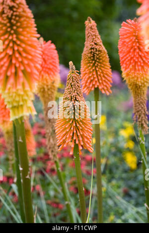 Kniphofia 'Prince Igor". Red Hot Poker fleurs. Banque D'Images