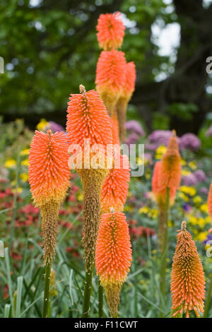 Kniphofia 'Prince Igor". Red Hot Poker fleurs. Banque D'Images