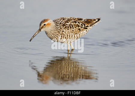 Bécasseau à échasses - alimentation dans la lagune peu profonde Calidris himantopus côte du golfe du Texas, USA BI027450 Banque D'Images