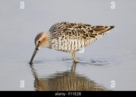 Bécasseau à échasses - alimentation dans la lagune peu profonde Calidris himantopus côte du golfe du Texas, USA BI027452 Banque D'Images