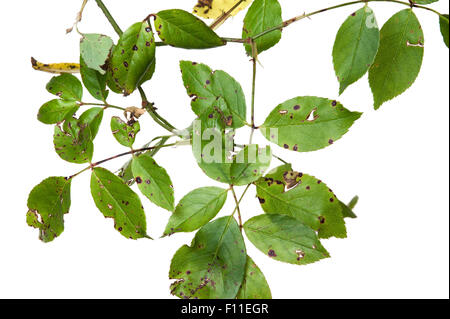 L'anthracnose Sphaceloma rosarum (Rose) Les symptômes de la maladie sur les feuilles de rose Banque D'Images