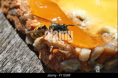 Une guêpe se trouve au sommet d'une jam sandwich à Kempten, Allemagne, 23 août 2015. Les guêpes sont une vue commune en Allemagne au cours de l'été. Photo : Karl-Josef Opim /AFP Banque D'Images