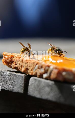 Deux guêpes s'asseoir sur le dessus d'un jam sandwich dans Kempten, Allemagne, 23 août 2015. Les guêpes sont une vue commune en Allemagne au cours de l'été. Photo : Karl-Josef Opim /AFP Banque D'Images