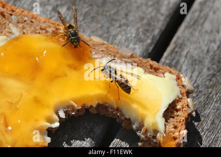 Deux guêpes s'asseoir sur le dessus d'un jam sandwich dans Kempten, Allemagne, 23 août 2015. Les guêpes sont une vue commune en Allemagne au cours de l'été. Photo : Karl-Josef Opim /AFP Banque D'Images