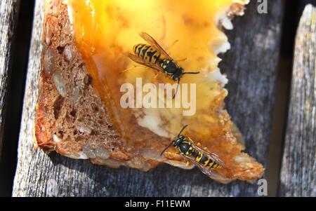 Deux guêpes s'asseoir sur le dessus d'un jam sandwich dans Kempten, Allemagne, 23 août 2015. Les guêpes sont une vue commune en Allemagne au cours de l'été. Photo : Karl-Josef Opim /AFP Banque D'Images