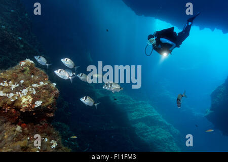 Plongeurs dans une grotte avec une lampe, l'observation d'un haut-fond de deux communes de la dorade (Diplodus vulgaris bagués), Corfou, Îles Ioniennes Banque D'Images