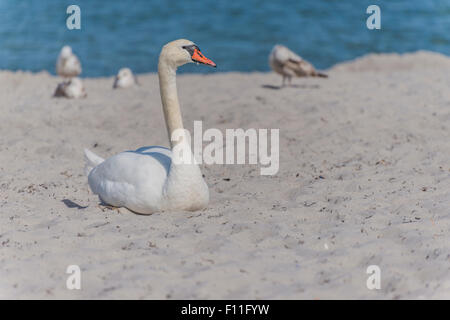 Mute Swan (Cygnus olor) reposant dans le sable sur la plage, de la mer Baltique, Mauvais Boltenhagen, Mecklembourg-Poméranie-Occidentale, Allemagne Banque D'Images