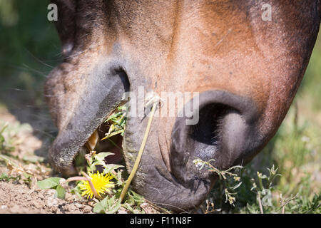 La baie de Warmblood Horse eating dandelion Banque D'Images