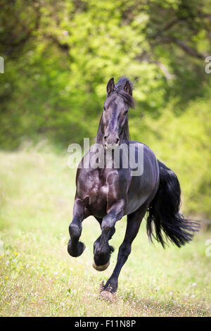 Cheval frison hongre noir de pâturage au galop Banque D'Images