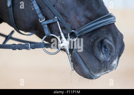 Noir Cheval Warmblood snaffle adultes joues Banque D'Images