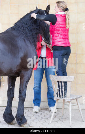 Femme tresser la crinière cheval Frison Banque D'Images
