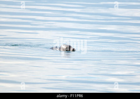 Le lac Baïkal, Sibérie, Russie. 15 Oct, 2014. Lac Baikal Baikal seal, seal, ou Pusa sibirica nerpa (Sibérie), Fédération de Russie. © Andrey Nekrasov/ZUMA/ZUMAPRESS.com/Alamy fil Live News Banque D'Images