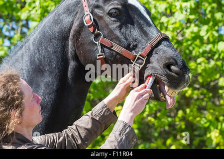 Donner de l'EFP Cheval warmblood noir pâte de ver Banque D'Images