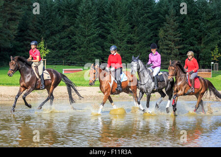 Quatre coureurs Warmblood cheval galopant en eau peu profonde Banque D'Images