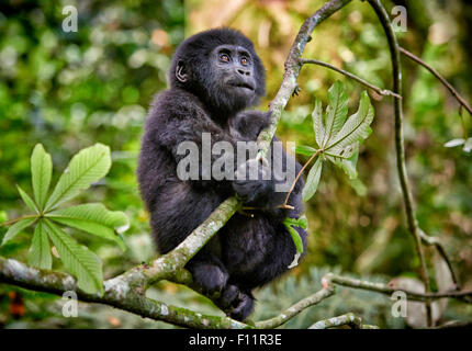Gorille de montagne (Gorilla beringei beringei) assis tree impénétrable de Bwindi, en Ouganda, Banque D'Images