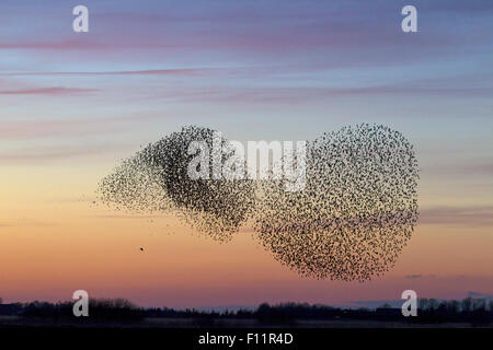 Troupeau d'Étourneaux sansonnets (Sturnus vulgaris) oiseau de proie échapper Banque D'Images