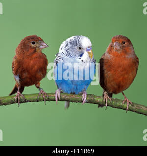 Intérieur rouge paire canaries (Serinus canaria forma domestica) budgeriar bleu (Melopsittacus undulatus) perché twig Banque D'Images