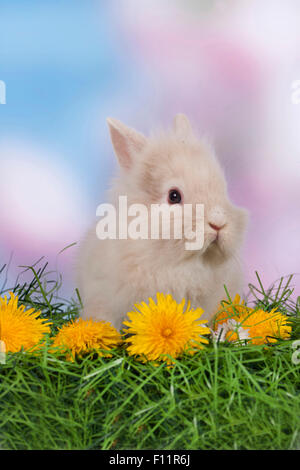 Lapin lapin nain Lionhead, herbe fleurs de pissenlit Banque D'Images