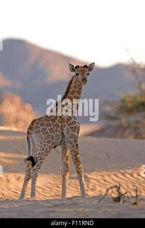 Girafe angolais, Namibiens Girafe (Giraffa camelopardalis angolensis) Jeunes comité permanent le désert Namib-Skeleton Coast National Pa Banque D'Images