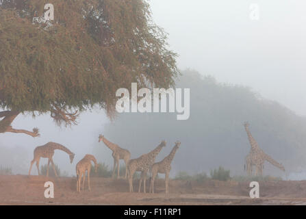 Girafe angolais, Namibiens Girafe (Giraffa camelopardalis angolensis) troupeau mist le désert du Namib Namib-Skeleton Coast National P Banque D'Images