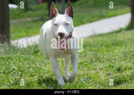 Bull-terrier américain de mine d'exécution. Banque D'Images