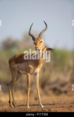 Impala (Aepyceros melampus) Mâle Red-billed Oxpecker (Buphagus erythrorhynchus) son visage Banque D'Images