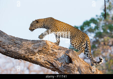 African Leopard (Panthera pardus) arbre d'escalade adultes Botswana Banque D'Images