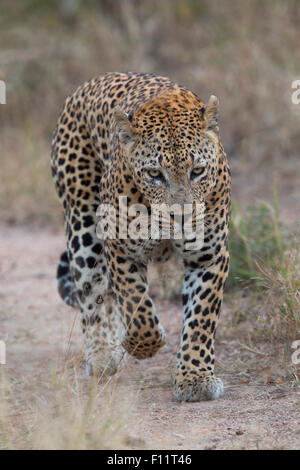 African Leopard (Panthera pardus) sentier pédestre adultes vers la caméra Sabi Sand, Afrique du Sud Banque D'Images